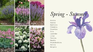 Spring Summer Flowering