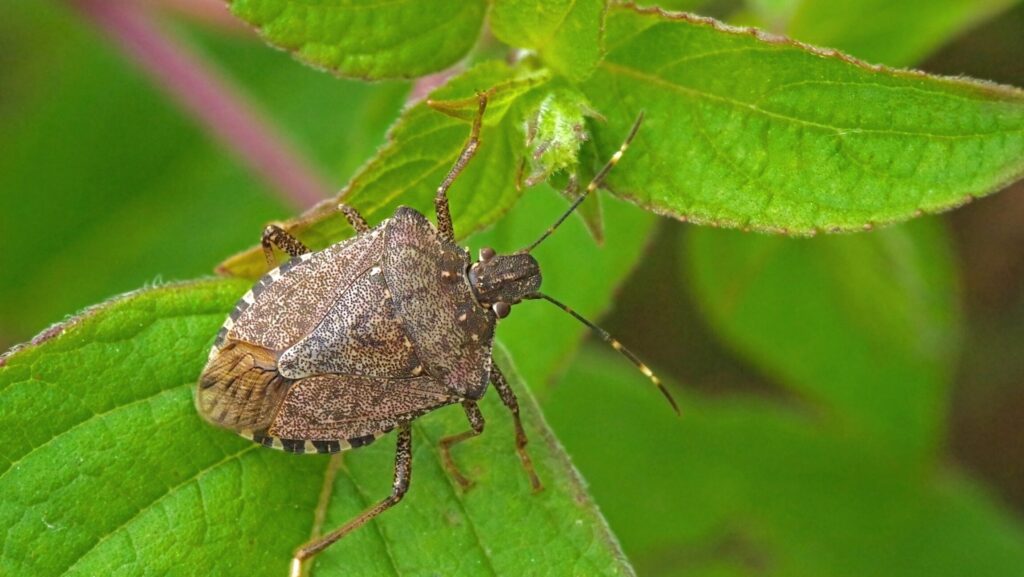 Those Pesky Stink Bugs Can Be Very Annoying