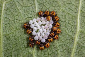 Brown marmorated stink bug eggs and nymph instar hatching from eggs. Invasive Insect control, agriculture and garden pest