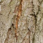 Spring Health Check: Protecting Your Central Minnesota Canopy