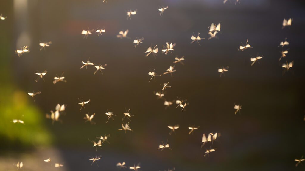Don’t Let Summer Pests Crash Your Inverness Backyard