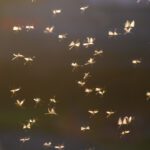 Don’t Let Summer Pests Crash Your Inverness Backyard