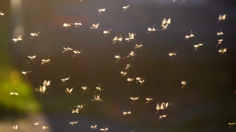 Mosquitoes May Be Breeding Closer Than You Think