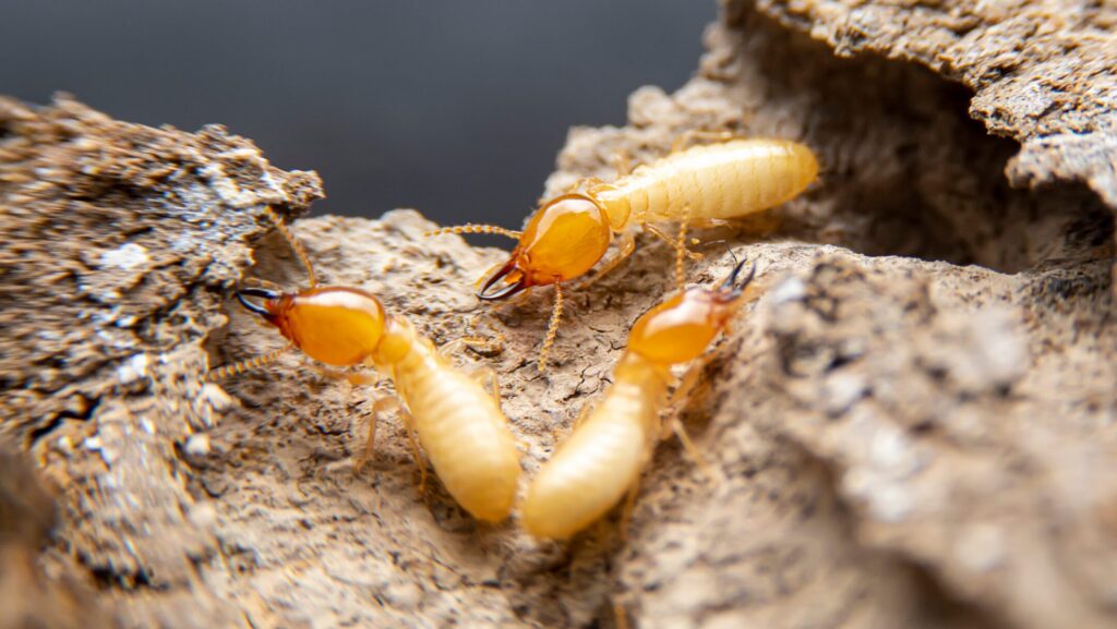 The Truth About Crawlspace Encapsulations
