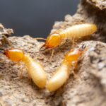 Protecting Your Home from Two Costly Pests