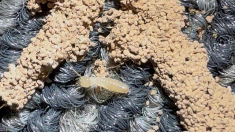 Termites: An Uninvited Dinner Guest