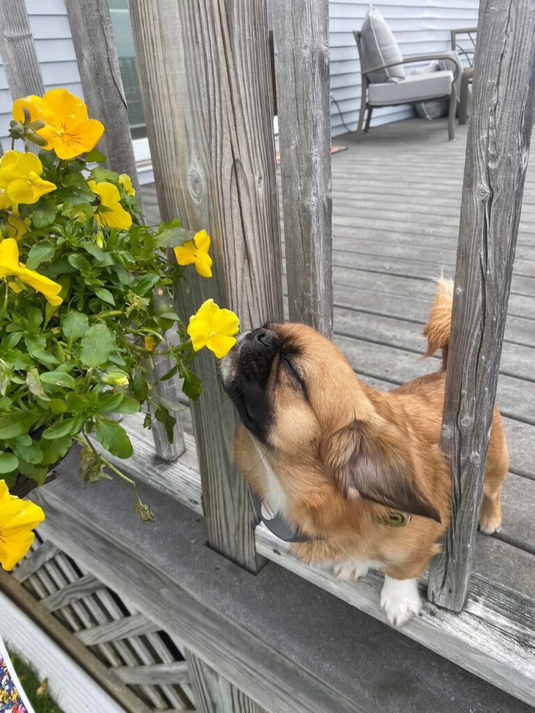 Stop and Smell the Roses, Wisely!