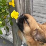Stop and Smell the Roses, Wisely!
