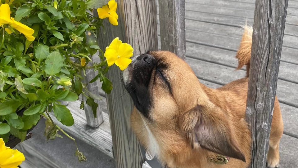 it-dogs スイートフラワーチュチュＳ Stop and Smell the Roses, Wisely!