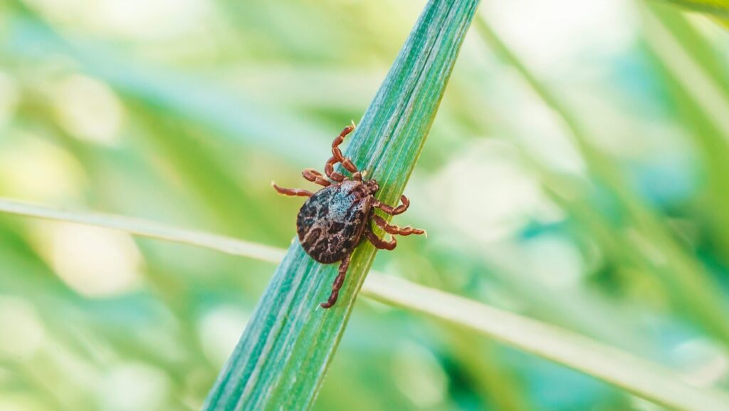 Don’t Let Ticks Take Over Your Yard This Season