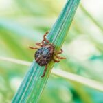 Don’t Let Ticks Take Over Your Yard This Season