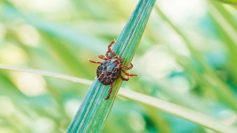 Why Ticks Are So Bad This Year in Michigan