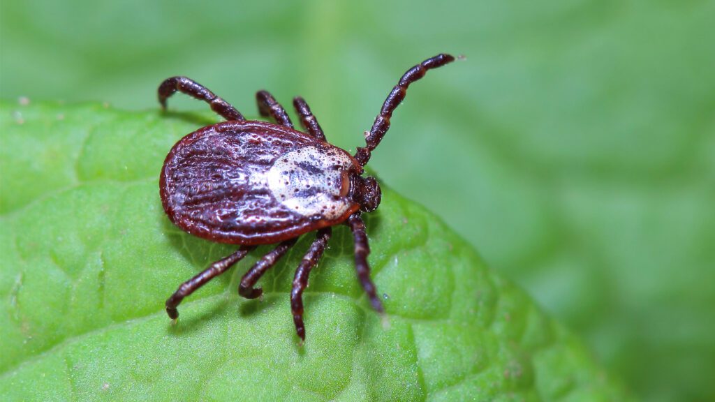 Lyme Happens, but It Doesn’t Have To