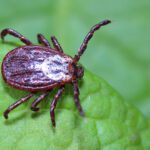 Lyme Happens, but It Doesn’t Have To