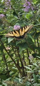 Tiger Swallowtail butterfly-Brent & Becky's