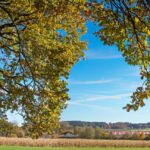 Spring Drought Stress in Yorktown Trees: What Homeowners Are Seeing Right Now