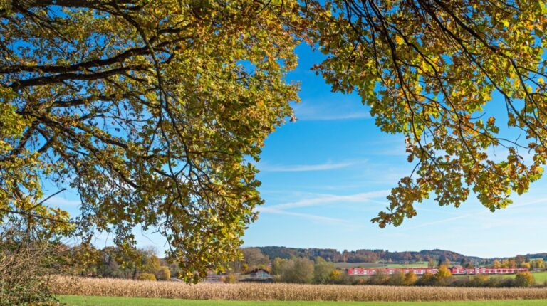 Why Fall Is One of the Best Times to Pay Attention to Your Trees