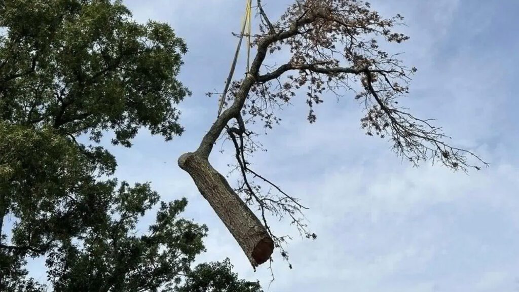 Hurricane Season Starts Before the First Storm: A Free Tree Inspection Might Be Needed