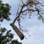 Hurricane Season Starts Before the First Storm: A Free Tree Inspection Might Be Needed