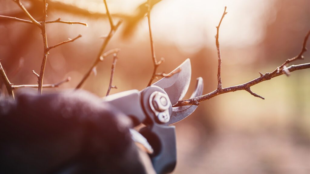 Spring Tree Pruning: An Important Reminder