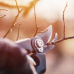 Tree Care Maintenance – Why it’s Important