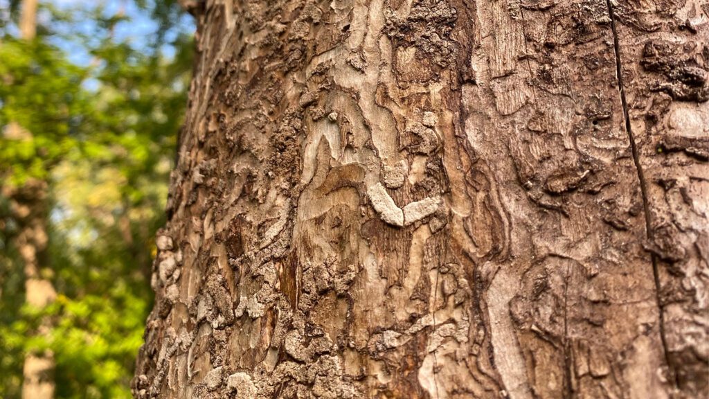 Preparing Your Landscape for Storm Season and Summer Growth