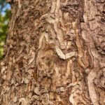 Preparing Your Landscape for Storm Season and Summer Growth