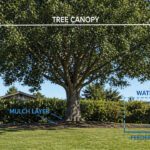 Helping Our Trees Through Drought: Practical Ways to Support Your Treescape