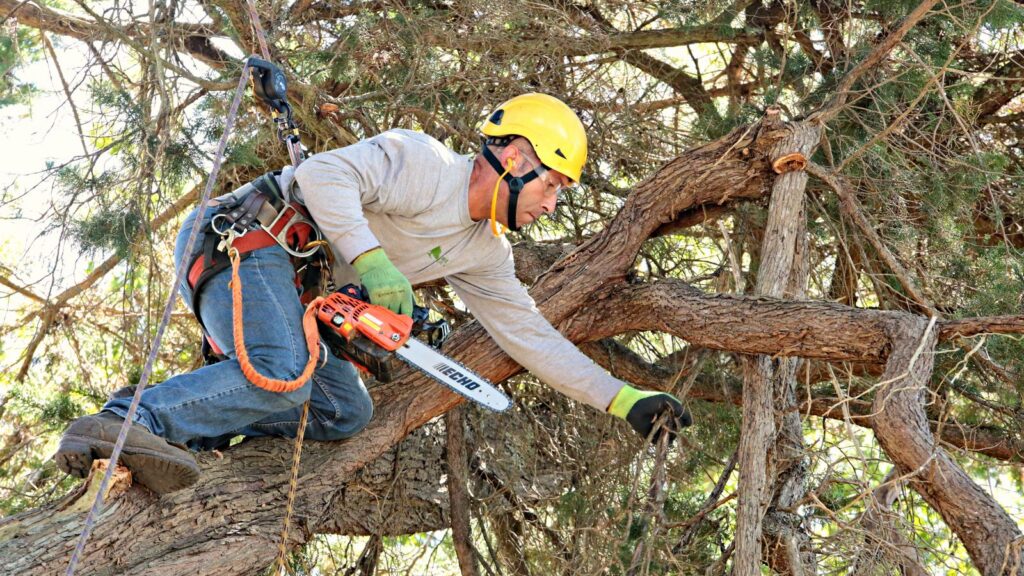 Understanding Fire and Tree Risk with Vintage Tree Care