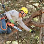 Understanding Fire and Tree Risk with Vintage Tree Care