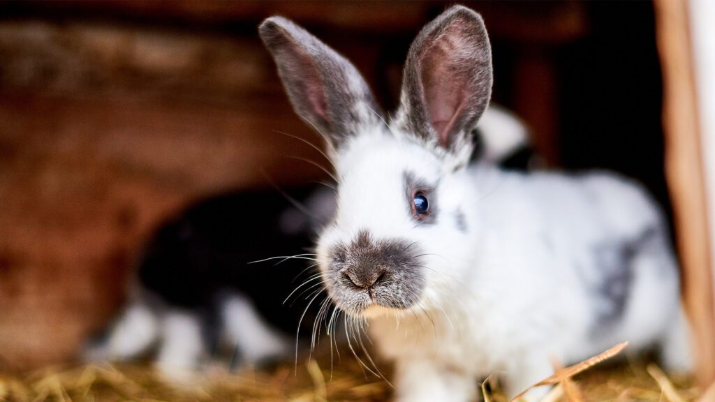 Q&A: Small Animal Edition