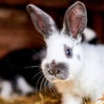 Q&A: Small Animal Edition