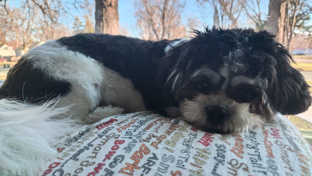 Pet Health Insurance with William Young Agency Inc American Family Insurance
