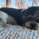 Pet Health Insurance with William Young Agency Inc American Family Insurance