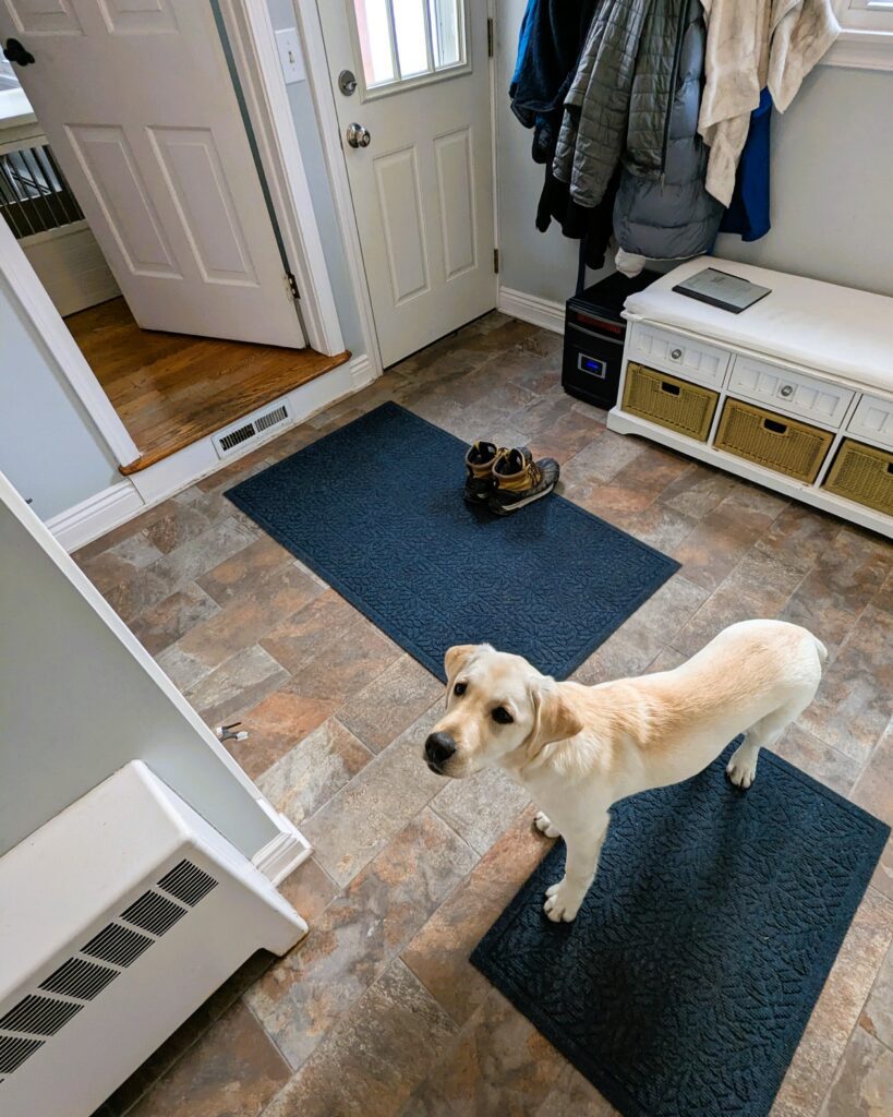 The Property Butler yogi yellow lab dog