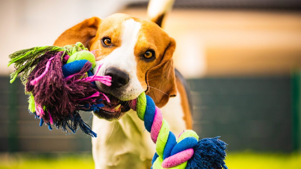 Breed Spotlight: The Beagle