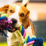 Breed Spotlight: The Beagle
