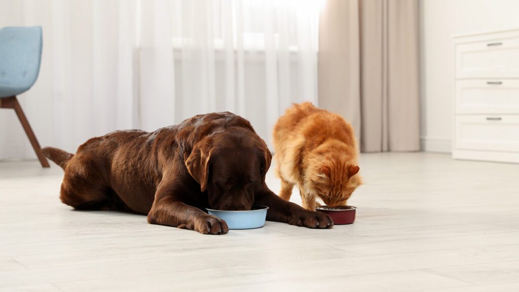 The Humble Superfood: Why Tripe Deserves a Place at Your Table — and in Your Pet’s Bowl