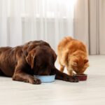The Humble Superfood: Why Tripe Deserves a Place at Your Table — and in Your Pet’s Bowl