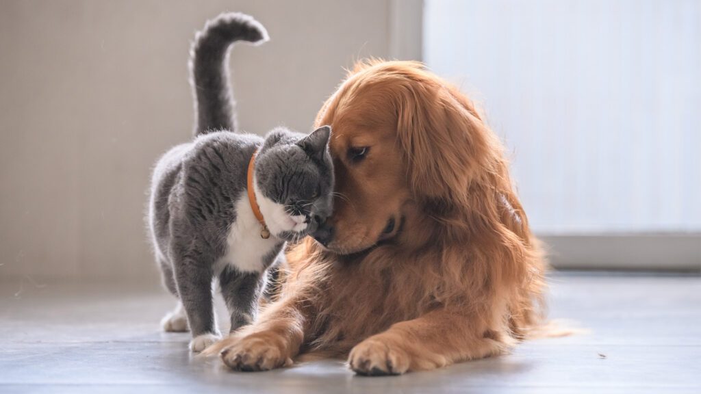 Summer Safety for Your Pets