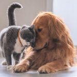 Summer Safety for Your Pets