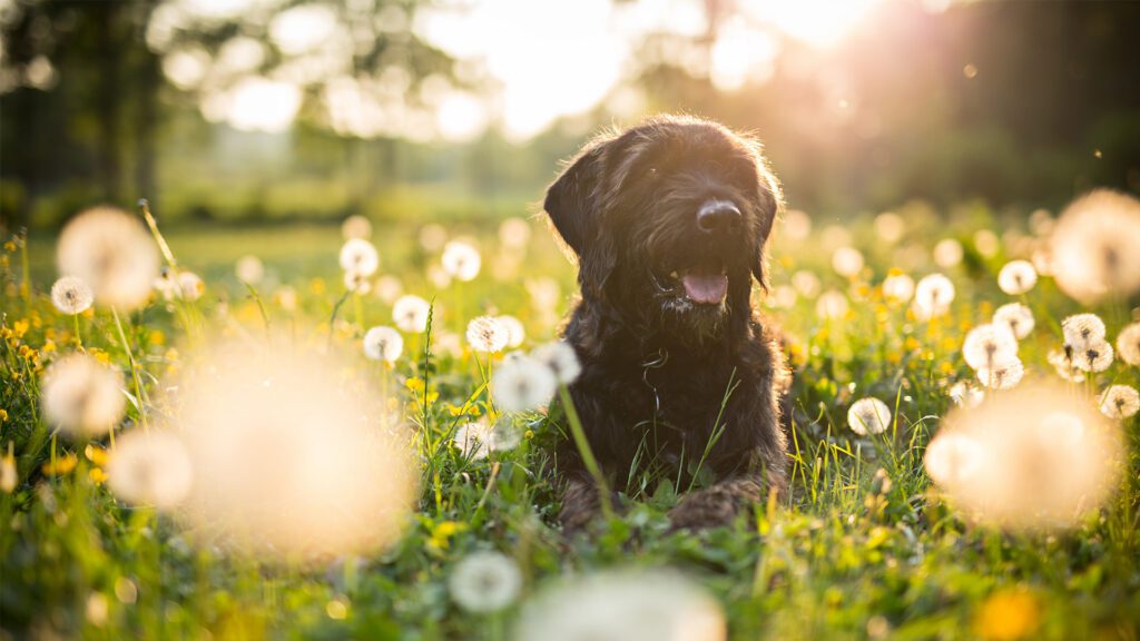 The Hidden Dangers of Spring Cleanup (According to Your Dog’s Terrible Decisions)