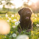 The Hidden Dangers of Spring Cleanup (According to Your Dog’s Terrible Decisions)