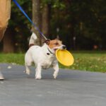 Movement as a Foundational Daily Rhythm