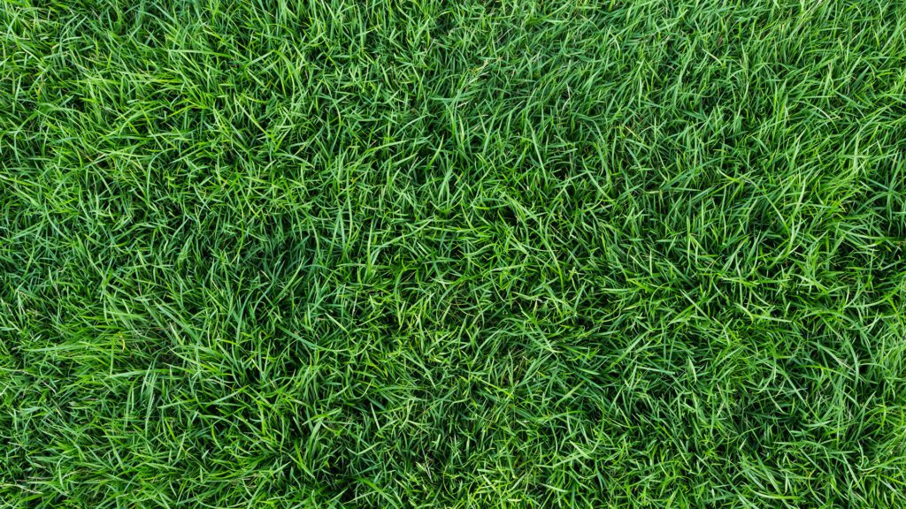 Five Tips for Greener Grass on Your Side of the Fence