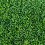 How Green is Your Grass?