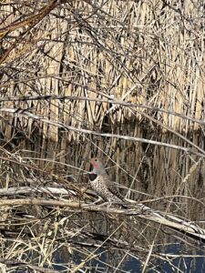 northern flicker