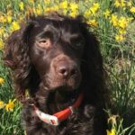 What Happens When a Beloved Pet Passes? 