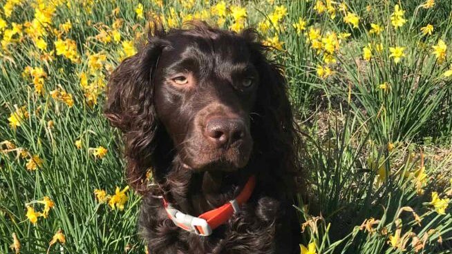 What Happens When a Beloved Pet Passes?