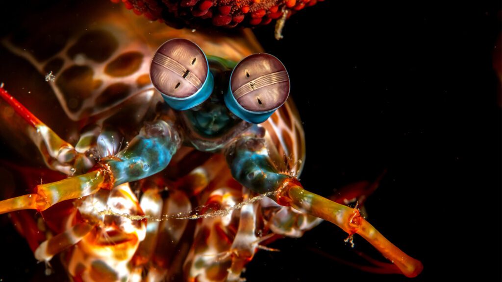 The Extraordinary Eyes of Nature